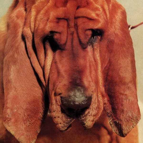 Goodbye Bread by Ty Segall, the album I Can't Feel It appears on